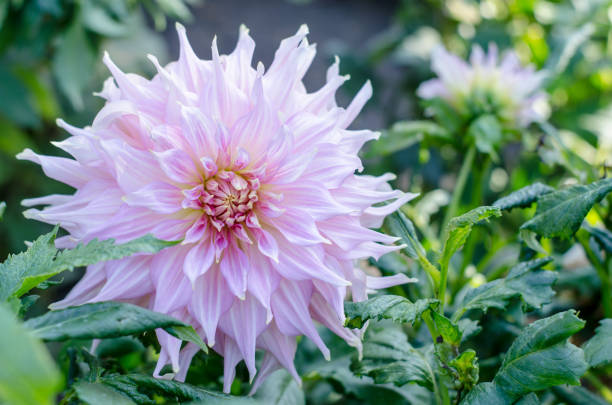 istock Red flower blooming on green background. Autumn Chrysanthemum. 1056523236