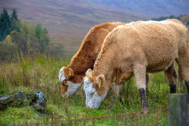 istock Scottish Highlands and rural landscape 1056523382