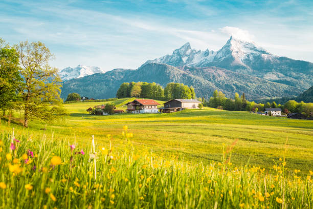 istock Idyllic landscape in the Alps with blooming meadows in springtime 1056523512
