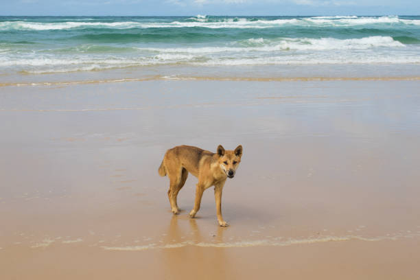 istock Wild dingo walking along a sandy beach on a bright sunny day 1056526146