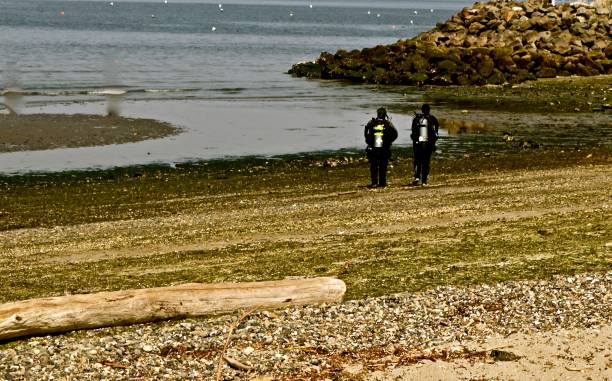 taucher am edmonds strand - oxygen tank underwater diving diving wetsuit stock-fotos und bilder