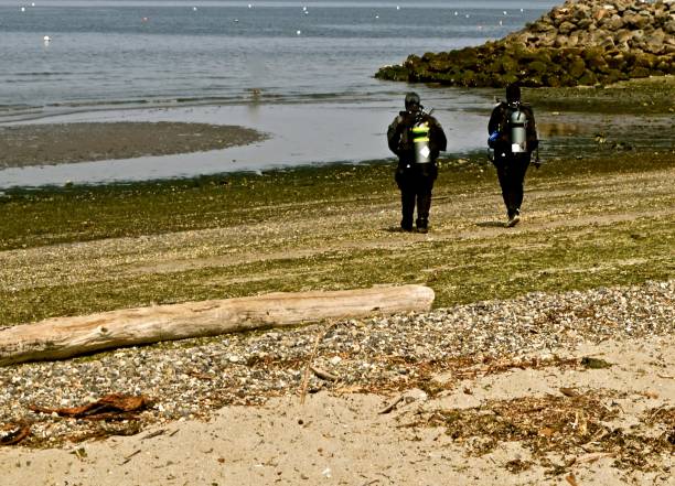 taucher am edmonds strand - oxygen tank underwater diving diving wetsuit stock-fotos und bilder