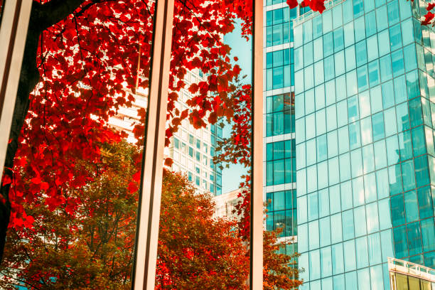 istock Autumn leaves reflecting on office building 1056532500