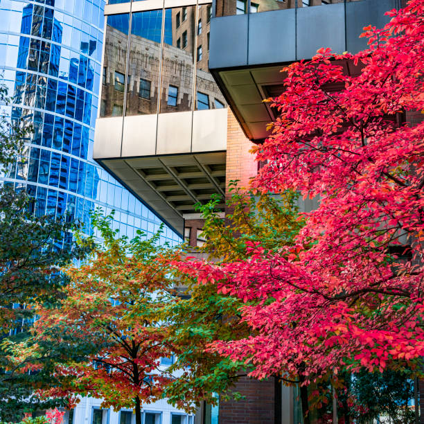 istock Autumn leaves reflecting on office building 1056535268