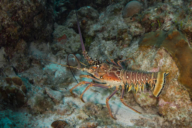 6,900+ Saltwater Crayfish Stock Photos, Pictures & Royalty-Free Images -  iStock