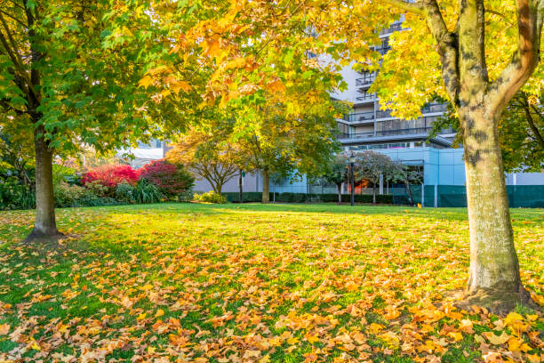 istock Beautiful autumn in Vancouver 1056537912