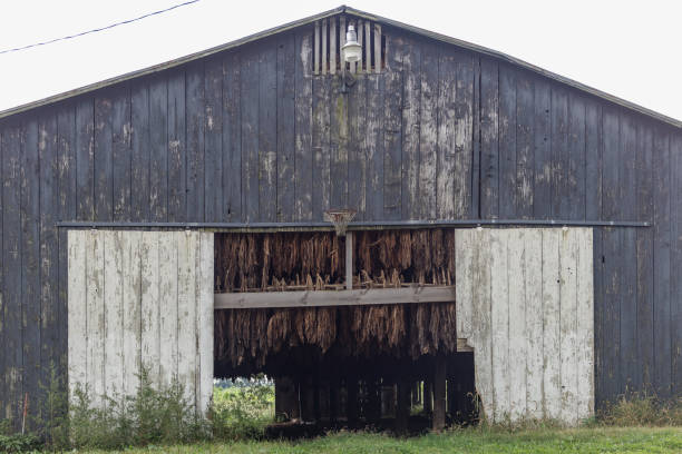 istock Drying tobacco hanging in old barn 1056546434