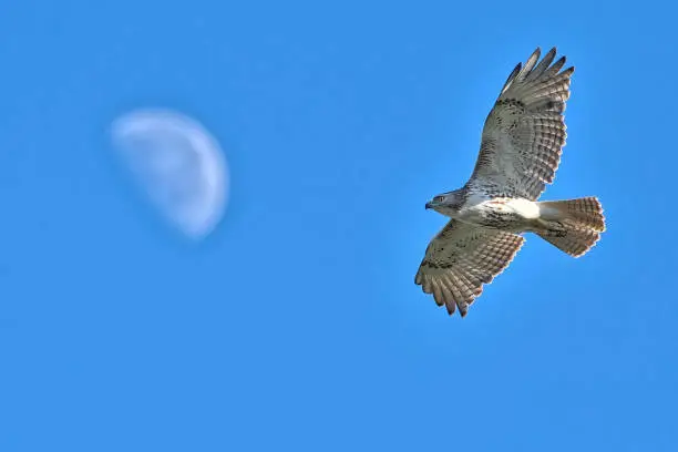 Red tail hawk in flight
