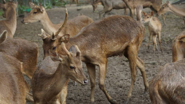 herd of fallow deer herd of fallow deer kijang stock pictures, royalty-free photos & images