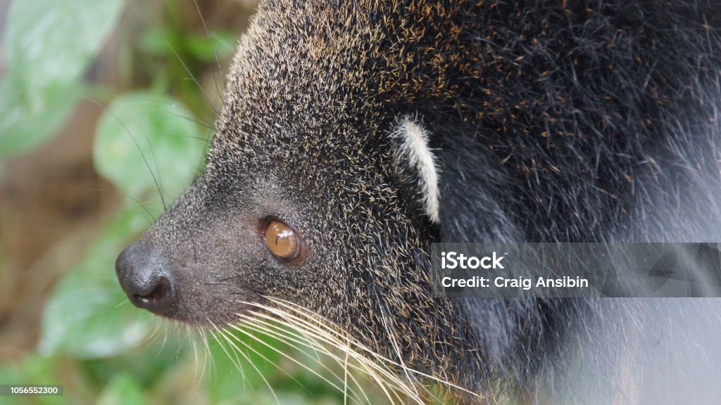 Binturong In National Zoo Of Malaysia Stock Photo - Download Image Now - Animal, Animal Body Part, Animal Eye - iStock Binturong In National Zoo Of Malaysia Stock Photo - Download Image Now - Animal, Animal Body Part, Animal Eye - iStock