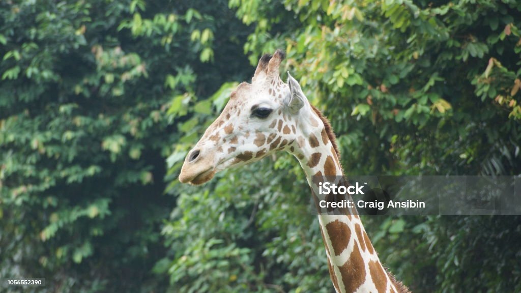 Giraffe In National Zoo Of Malaysia Stock Photo - Download Image Now -  Animal, Animal Body Part, Animal Head - iStock