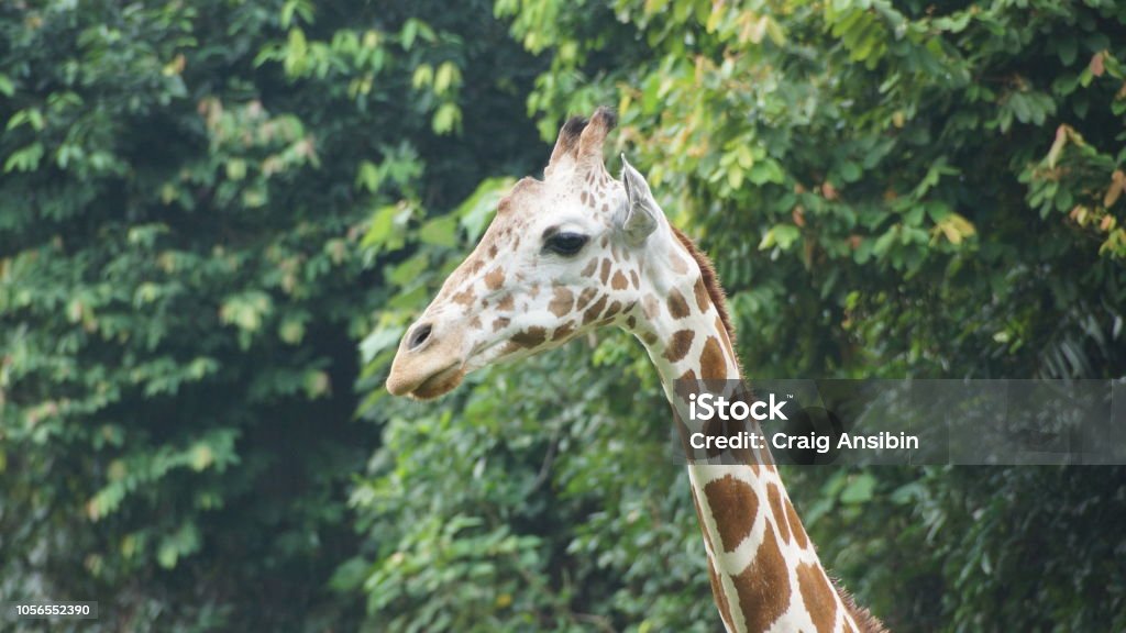 Giraffe In National Zoo Of Malaysia Stock Photo - Download Image Now - Animal, Animal Body Part, Animal Head - iStock Giraffe In National Zoo Of Malaysia Stock Photo - Download Image Now - Animal, Animal Body Part, Animal Head - iStock
