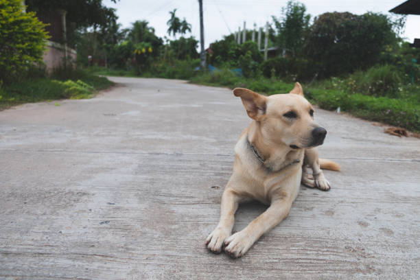 istock Lonely Dog sitting on the road with copy space, Thai Ridgeback Dog. 1056554244