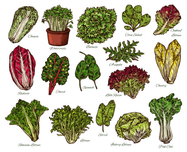 Salads and farm lettuce vegetables vector sketch Vegetarian salads and lettuce vegetables sketch. Vector isolated of vegan chicory and oakleaf or iceberg lettuce, spinach or pak choi cabbage and sorrel with watercress veggie and chard green leaf lettuce stock illustrations