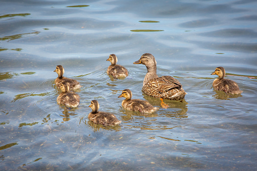 Family of cute little ducklings together at the lake in summer