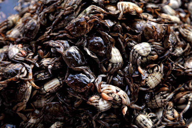 istock close up shot of cooked crabs pile in tray 1056568802