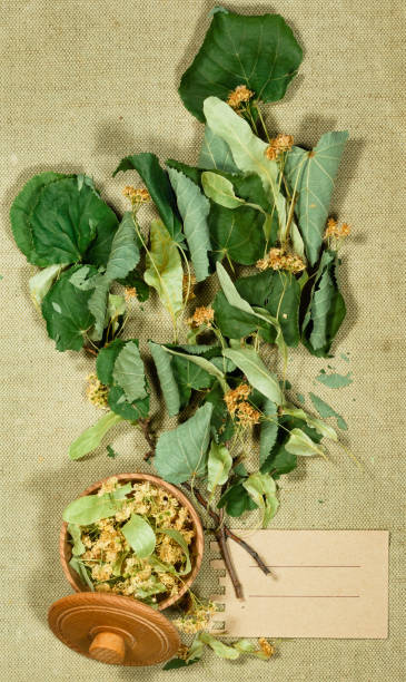 istock Linden. Dry plants for use in alternative medicine, phytotherapy. 1056571398