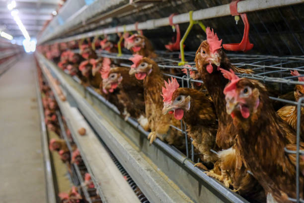 istock Layer and Egg Farm housing, Agriculture technological equipment 1056573690