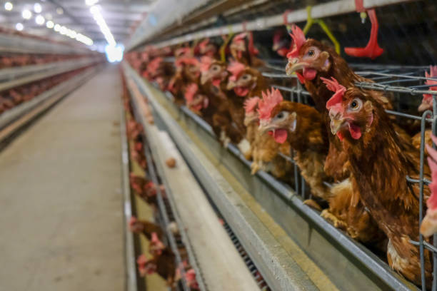 istock Layer and Egg Farm housing, Agriculture technological equipment 1056573696