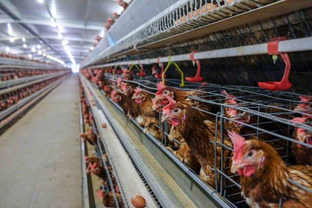 istock Layer and Egg Farm housing, Agriculture technological equipment 1056573712