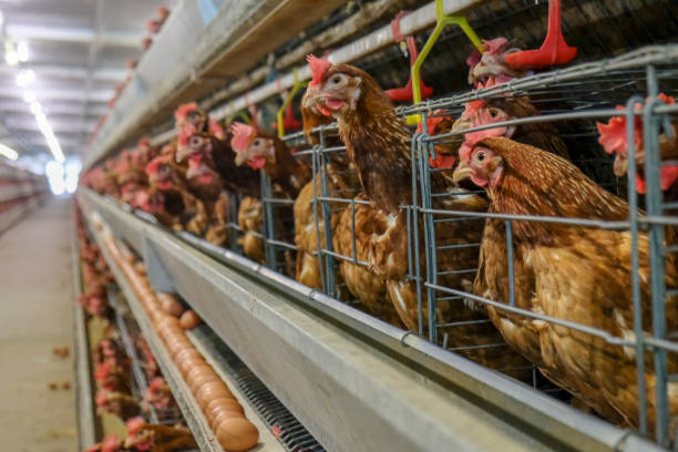 istock Layer and Egg Farm housing, Agriculture technological equipment 1056573714