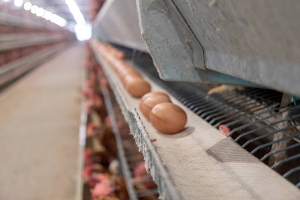 istock Layer and Egg Farm housing, Agriculture technological equipment 1056573724