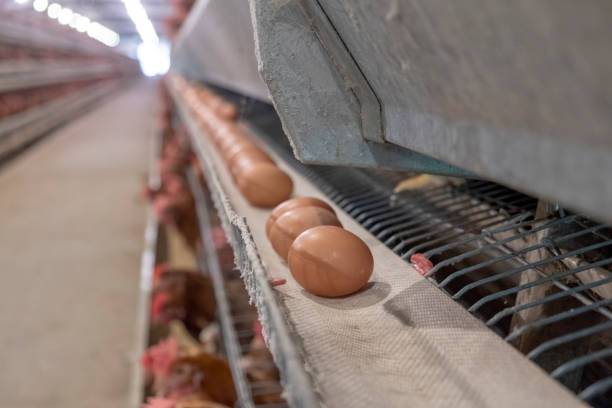 Layer and Egg Farm housing, Agriculture technological equipment