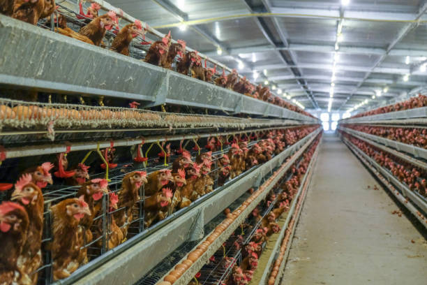 istock Layer and Egg Farm housing, Agriculture technological equipment 1056573738