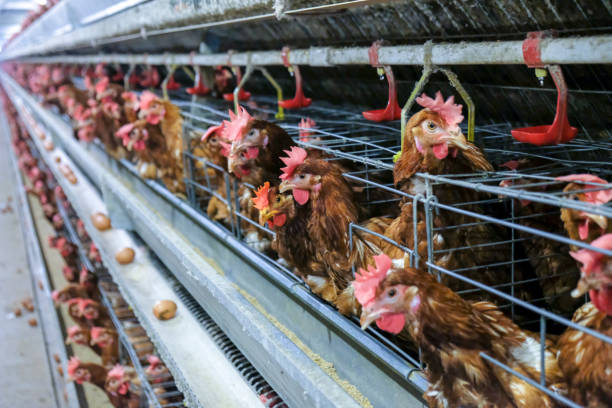 istock Layer and Egg Farm housing, Agriculture technological equipment 1056573744