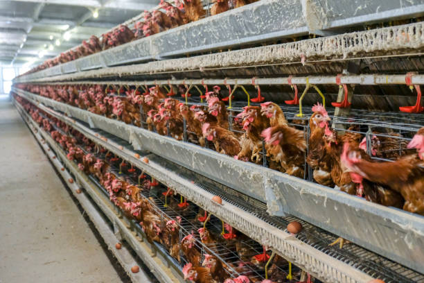 istock Layer and Egg Farm housing, Agriculture technological equipment 1056573828