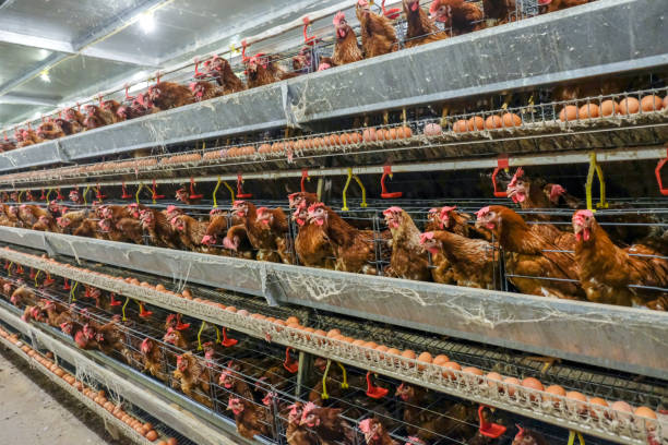 istock Layer and Egg Farm housing, Agriculture technological equipment 1056573860