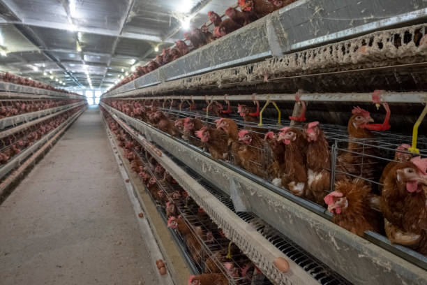 istock Layer and Egg Farm housing, Agriculture technological equipment 1056573876