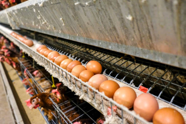 istock Layer and Egg Farm housing, Agriculture technological equipment 1056573880