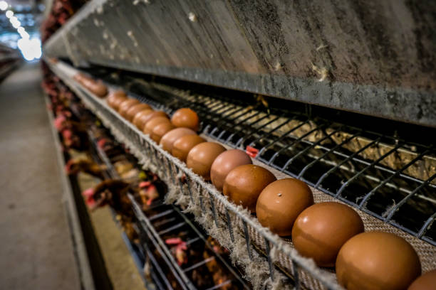 istock Layer and Egg Farm housing, Agriculture technological equipment 1056573884