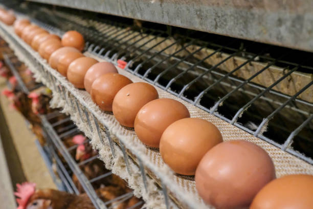 istock Layer and Egg Farm housing, Agriculture technological equipment 1056573892