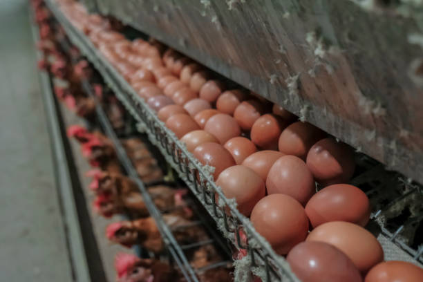 istock Layer and Egg Farm housing, Agriculture technological equipment 1056573904