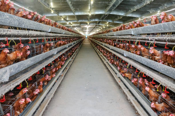 istock Layer and Egg Farm housing, Agriculture technological equipment 1056573976