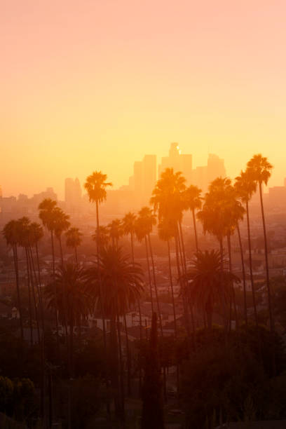 istock Los Angeles Palm Sunset 1056576896