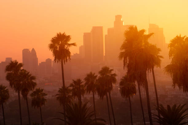 istock Los Angeles Palm Sunset 1056576962