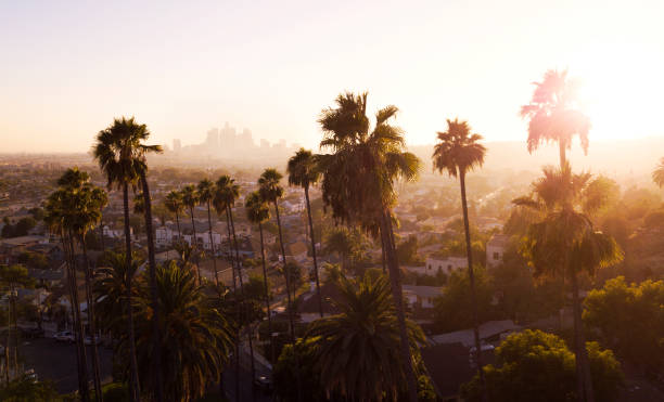 istock Los Angeles Palm Sunset 1056577830