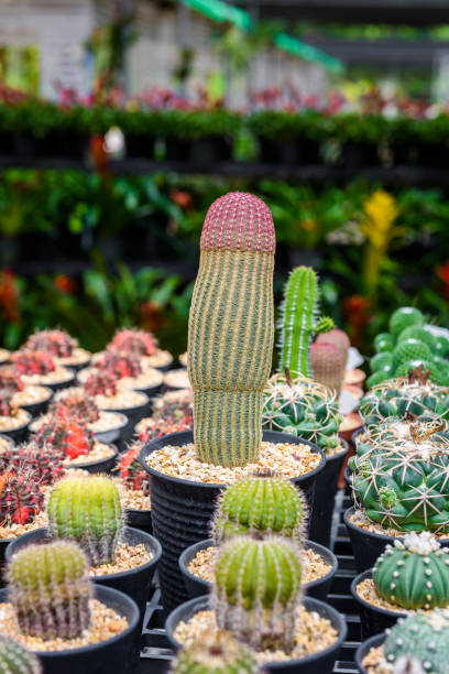 istock beautiful little cactus colorful fancy 1056585194