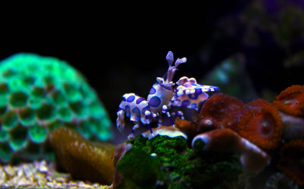 арлекин креветки - (хименоцера элеганс) - living organism process horizontal close up underwater стоковые фото и изображения