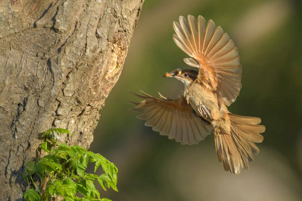 istock Reaching the nest with food 1056588048