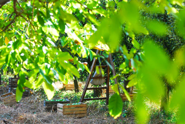 istock ladder in an apple orchard ready for harvesting 1056592052