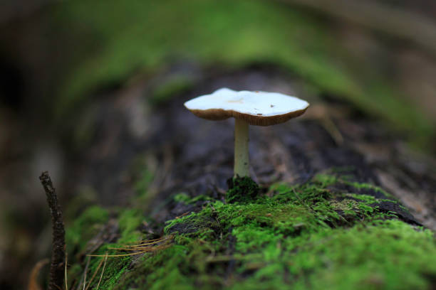 istock A mushroom in Lake George New York 1056594626