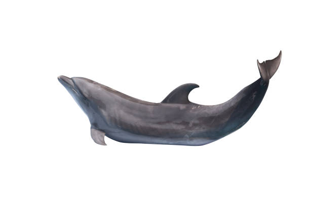 istock Striped dolphin action show isolated on white background. 1056594756