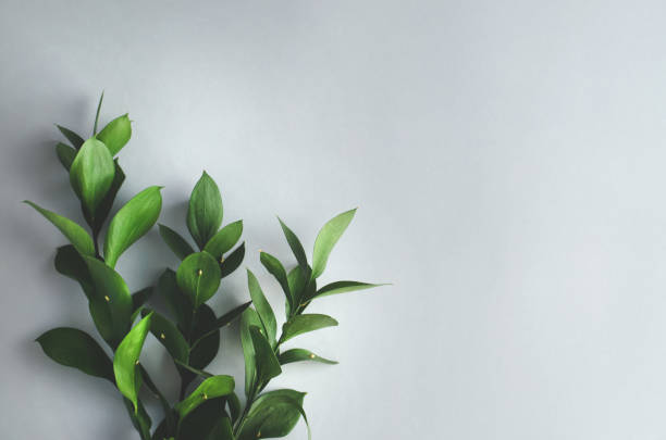 Frame for text made of fresh green leaves and white sheet of paper. Composition on white background. Top view, flat lay. creative minimalism. Toned trendy classic blue color year 2020.