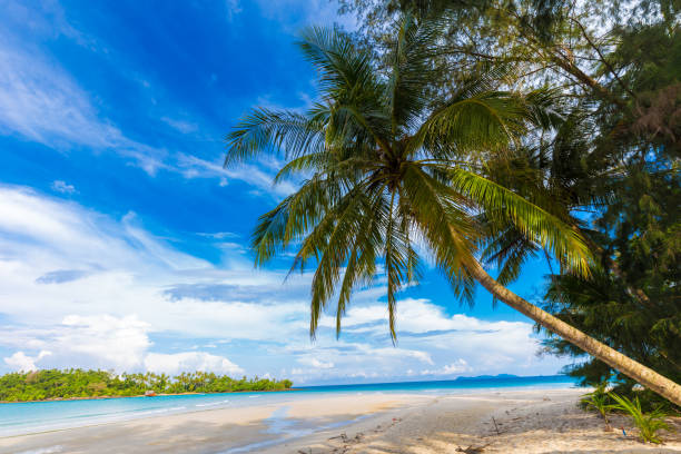 istock Paradise idyllic sea beach with coconut palm tree 1056597350