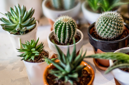 Colección de plantas de interior de casa. Suculentas y cactus en macetas diferentes sobre fondo blanco photo