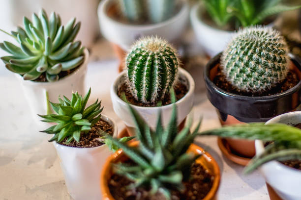 collezione di piante d'appartamento. succulento e cactus in diversi vasi su sfondo bianco - pianta grassa foto e immagini stock